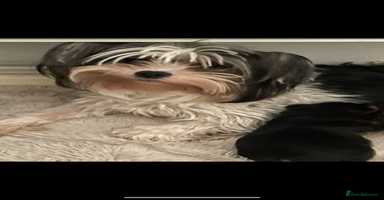 Mixed Breed dogs - Advert 12