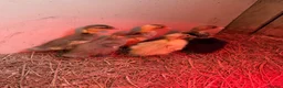 Ducks poultry for sale: Purebred Indian runner ducklings  in Melton Mowbray - Advert 3