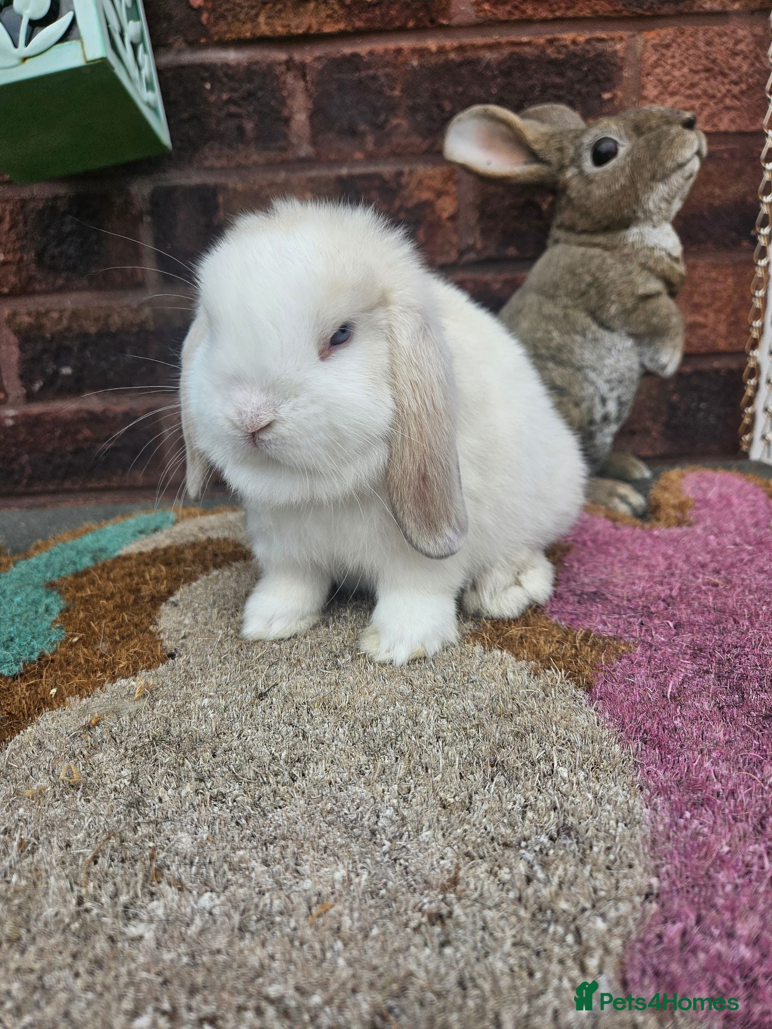 Mini Lop rabbits  baby mini lop boy - Advert 15