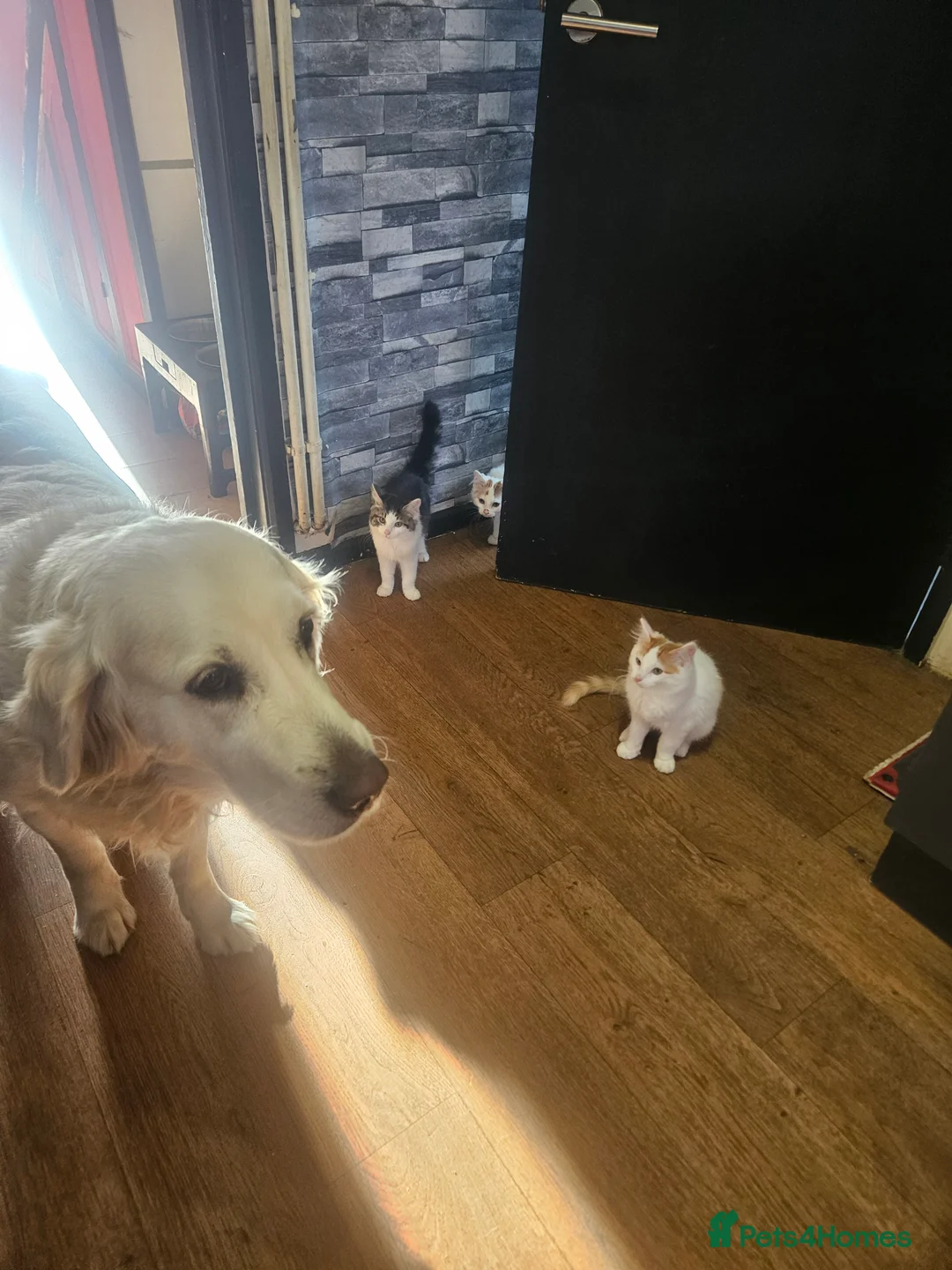 Mixed Breed cats for sale: ​Perfect Family Kittens: Kid & Dog Friendly! 🐾  - Advert 15