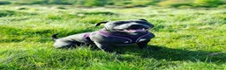 Staffordshire Bull Terrier dogs for sale: Staffordshire bull terrier puppy’s  - Advert 23