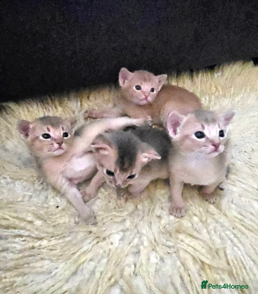 Abyssinian cats Champions 🏆  line Abyssinian Kitten!😸 - Advert 1