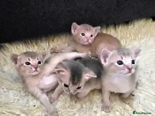 Abyssinian cats Champions 🏆 line Abyssinian Kitten!😸 - Advert 1
