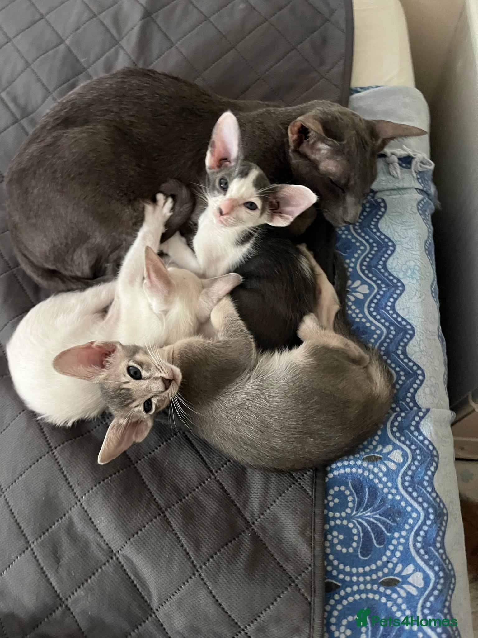 Oriental cats for sale: GCCF registered oriental shorthair kittens  - Advert 1