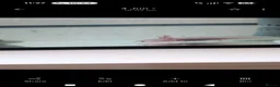 Axolotl reptiles for sale: 2 axolotls - Advert 3