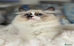 Ragdoll cats for sale: Beautiful Bicolour Ragdoll Kittens Home Raised, in Castleford - Image 17