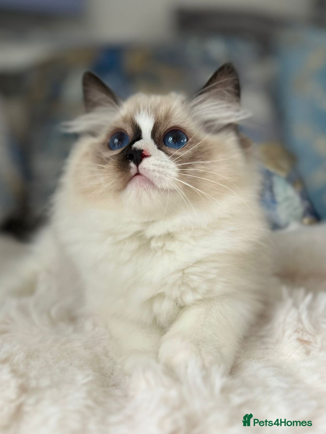 Ragdoll cats for sale: Beautiful Bicolour Ragdoll Kittens Home Raised, in Castleford - Image 17