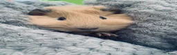 Guinea Pig rodents for sale: 2 Male guinea pigs and indoor cage in Halesowen - Advert 5