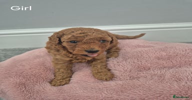 Miniature Poodle dogs - Advert 3