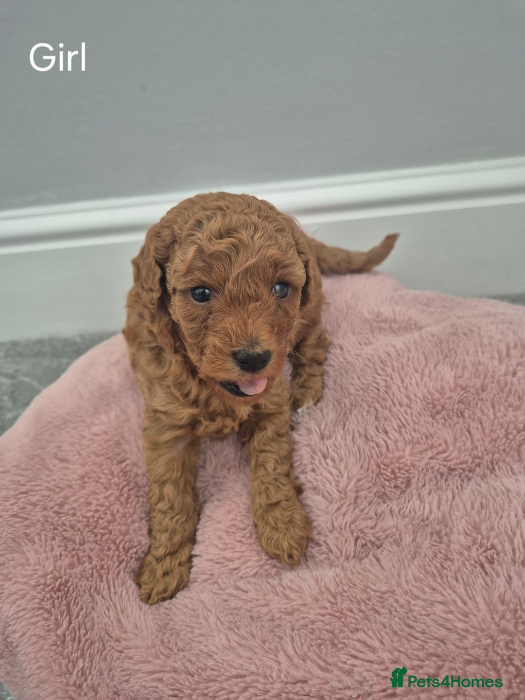 Miniature Poodle dogs for sale: KC Registered Red Miniature Poodle Puppies  - Image 3