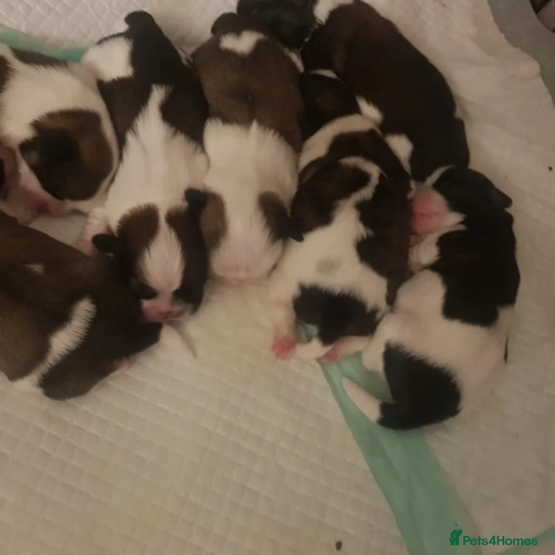 Shih Tzu dogs for stud: KC HARROPINE LUSTY DUSTY FOR STUD ONLY in Bridgend - Advert 28