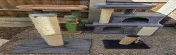 Mixed Breed cats for sale: Job lot of cat accessories  - Advert 3