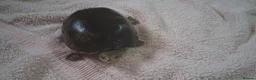 Turtle reptiles for sale: Healthy Pet Musk Turtle.Available with Full Setup. in Nottingham - Advert 2