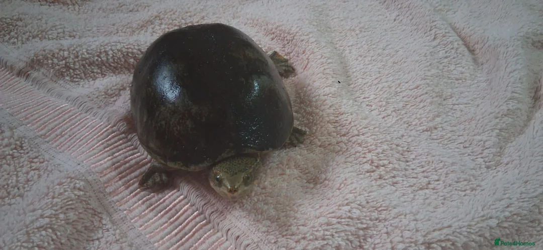 Turtle reptiles for sale: Healthy Pet Musk Turtle.Available with Full Setup. in Nottingham - Advert 2
