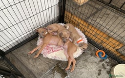 Italian Greyhound dogs for sale:  Beautiful Italian greyhound puppies  - Image 6