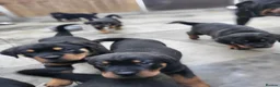 Rottweiler dogs for sale: Rottweiler pupps for sale  - Advert 11