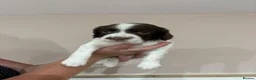 English Springer Spaniel dogs for sale:  KC registered English springer spaniel puppies - Advert 15