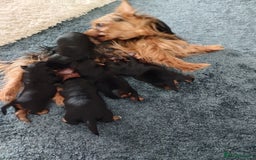 Yorkshire Terrier dogs for sale: Yorkies for sale.  - Image 5