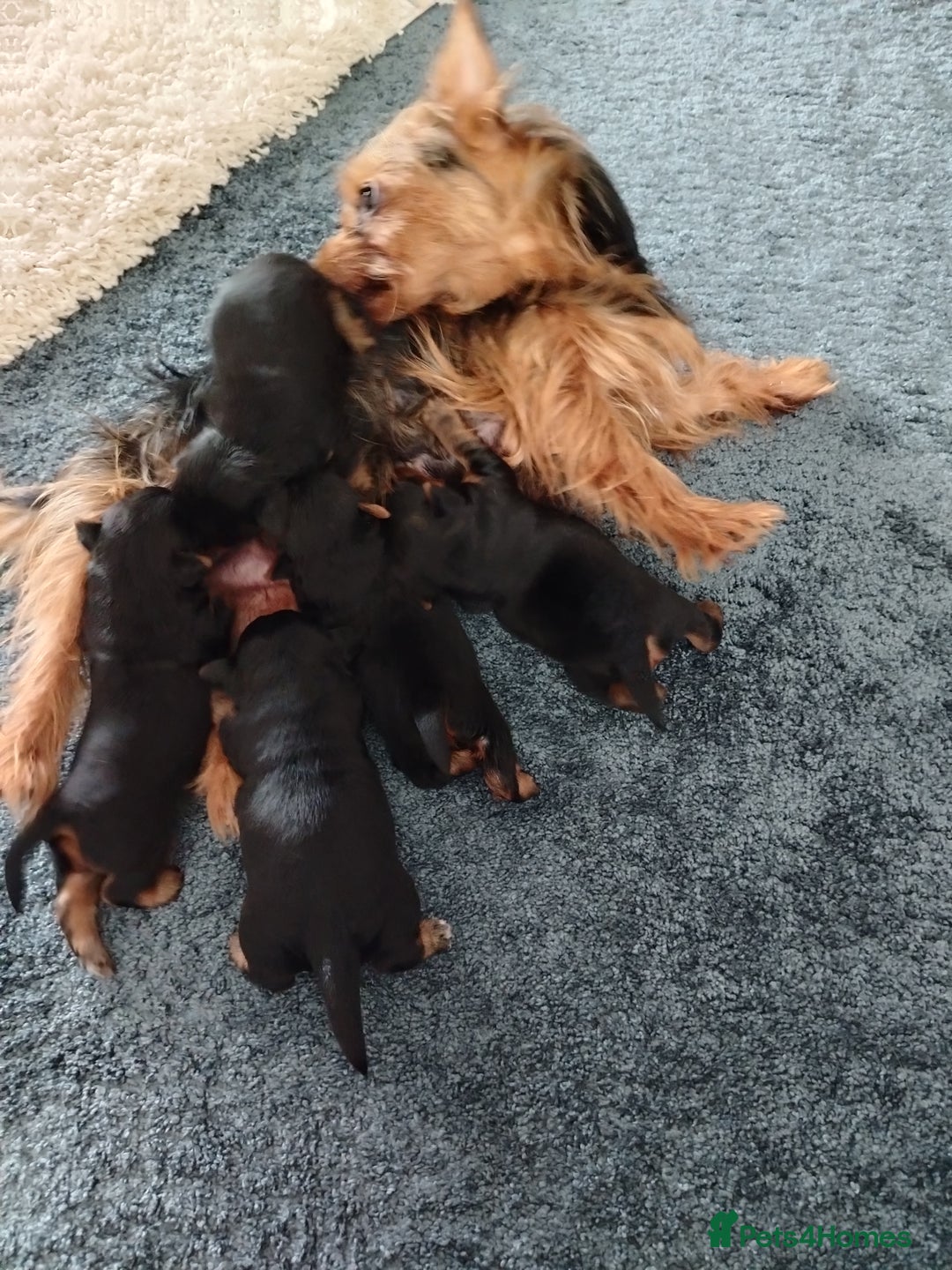 Yorkshire Terrier dogs for sale: Yorkies for sale.  - Image 5