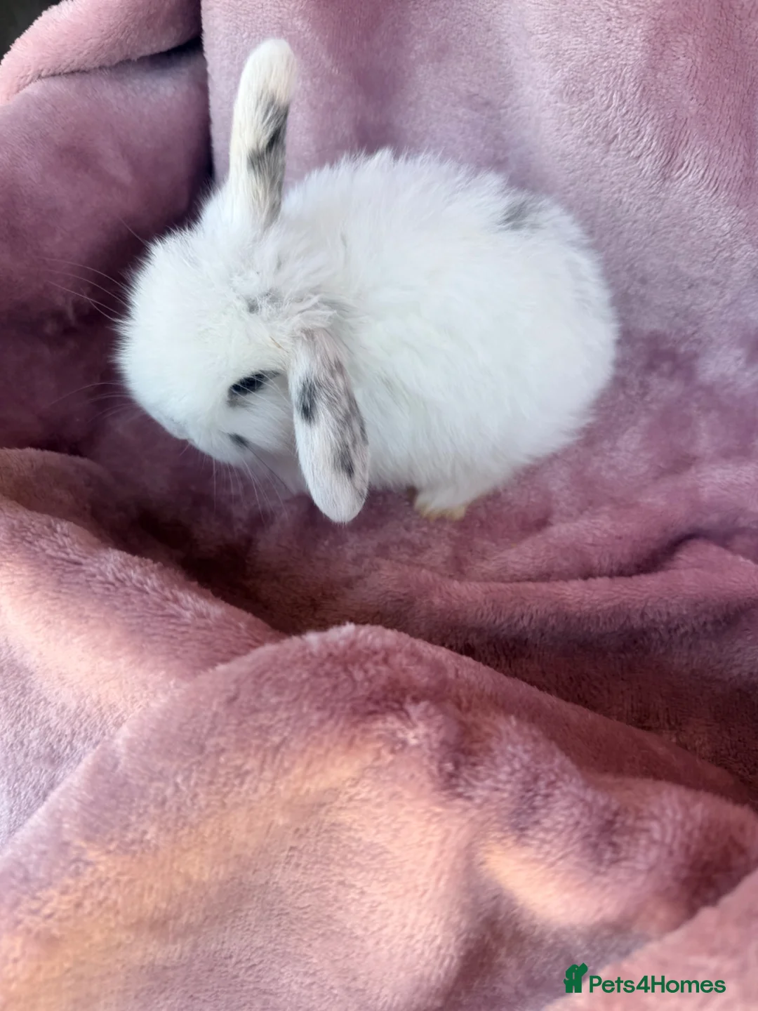 Mini Lop rabbits for sale: Pure Mini lops - Advert 28