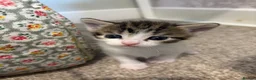 American Shorthair cats for sale: 4 Beautiful American Shorthair Kittens  - Advert 4