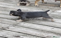French Bulldog dogs for sale: French bulldogs puppys in Nottingham - Image 1