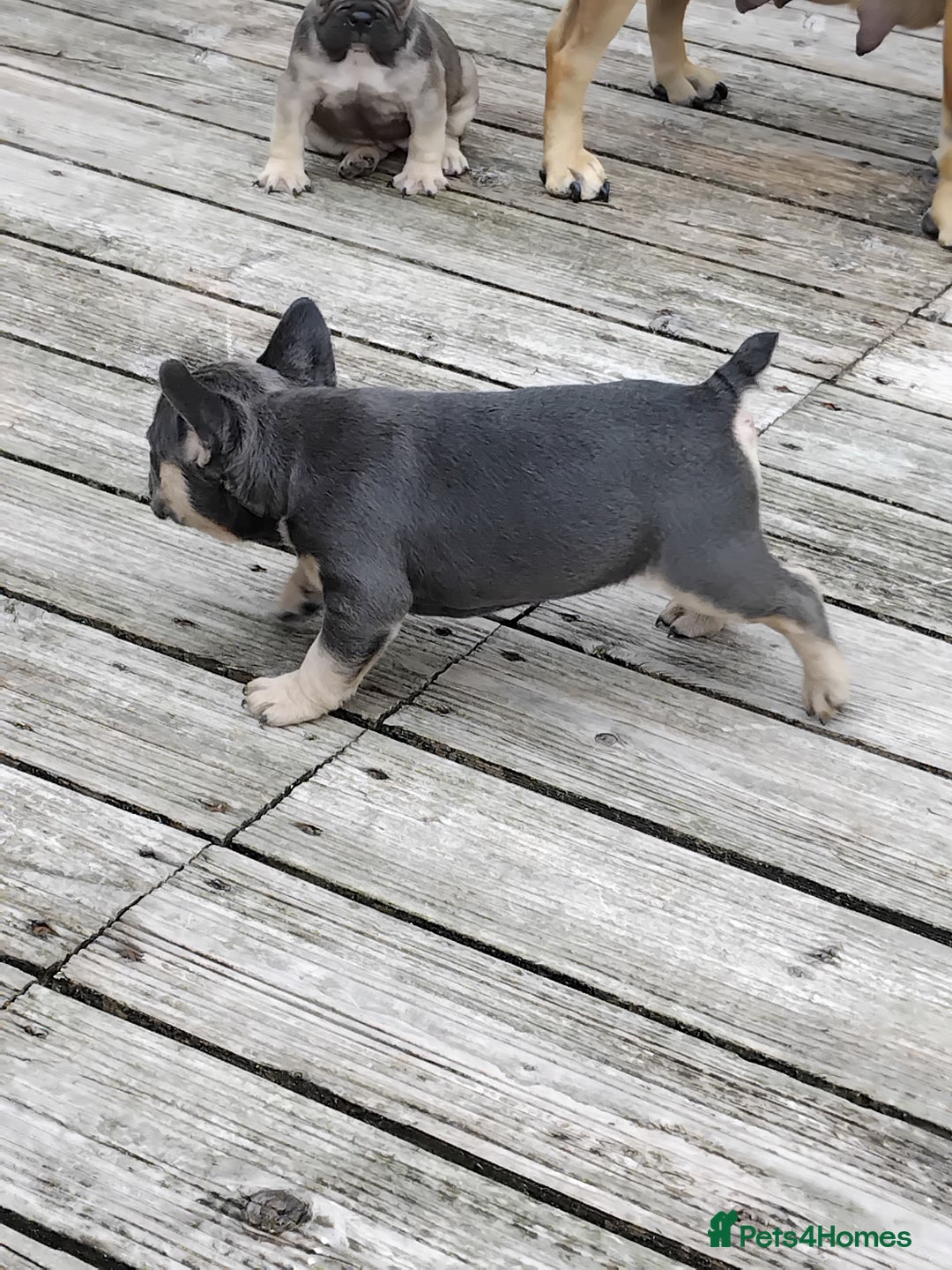 French Bulldog dogs for sale: French bulldogs puppys in Nottingham - Image 1