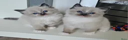 Ragdoll cats for sale: 5 Star licence held, Stunning GCCF reg kittens  - Advert 1