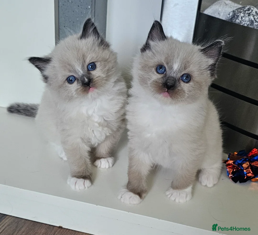 Ragdoll cats for sale: 5 Star licence held, Stunning GCCF reg kittens  - Advert 1