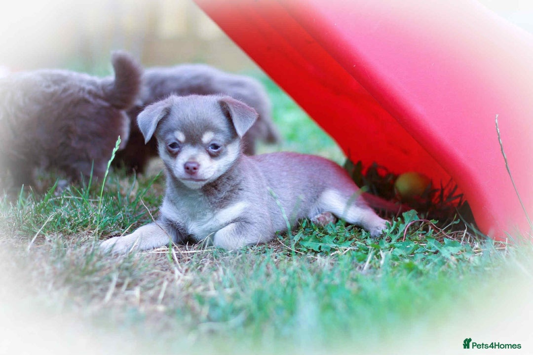 Chihuahua dogs for sale: Lilac chihuahua KC Registered Boys - Image 17