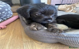 Mixed Breed dogs for sale: F1 Borderpoos - Image 10