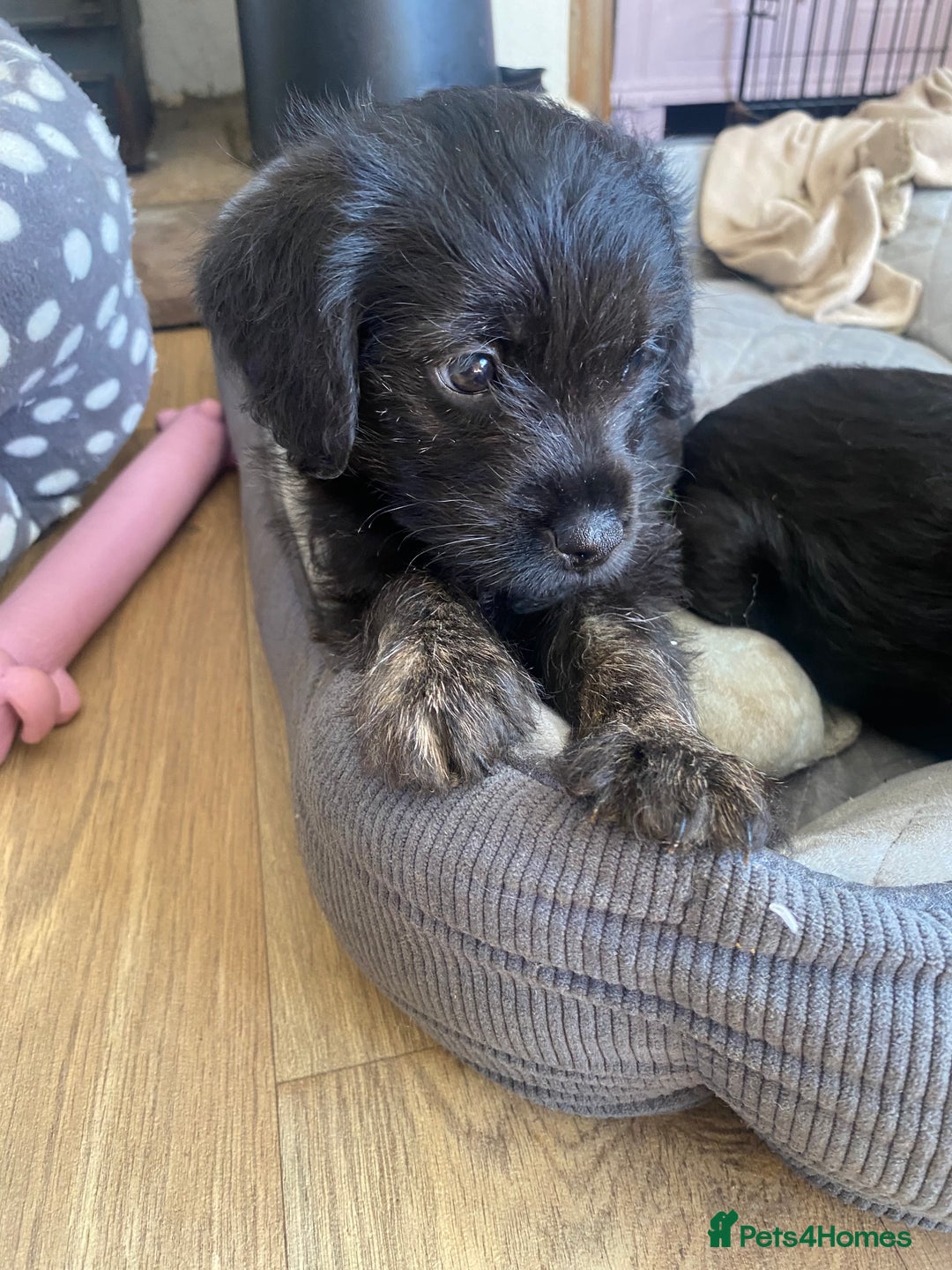 Mixed Breed dogs for sale: F1 Borderpoos - Image 10