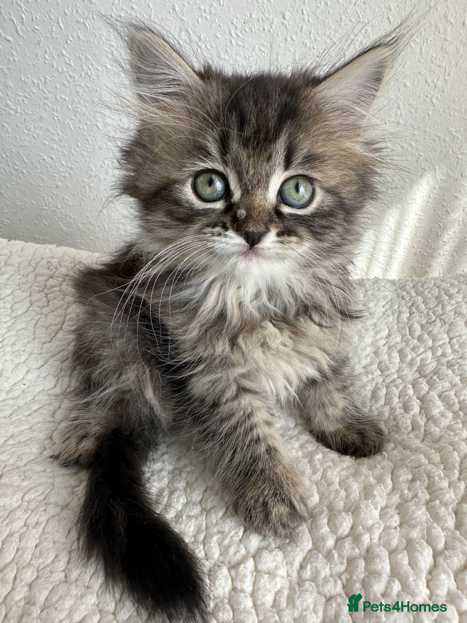 Siberian cats LAST TWO! Beautiful Siberian Kittens - Advert 1
