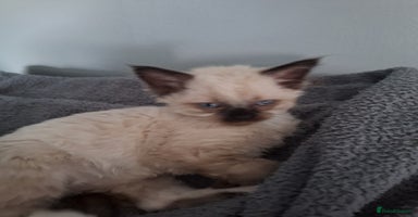 Ragdoll cats - Advert 2