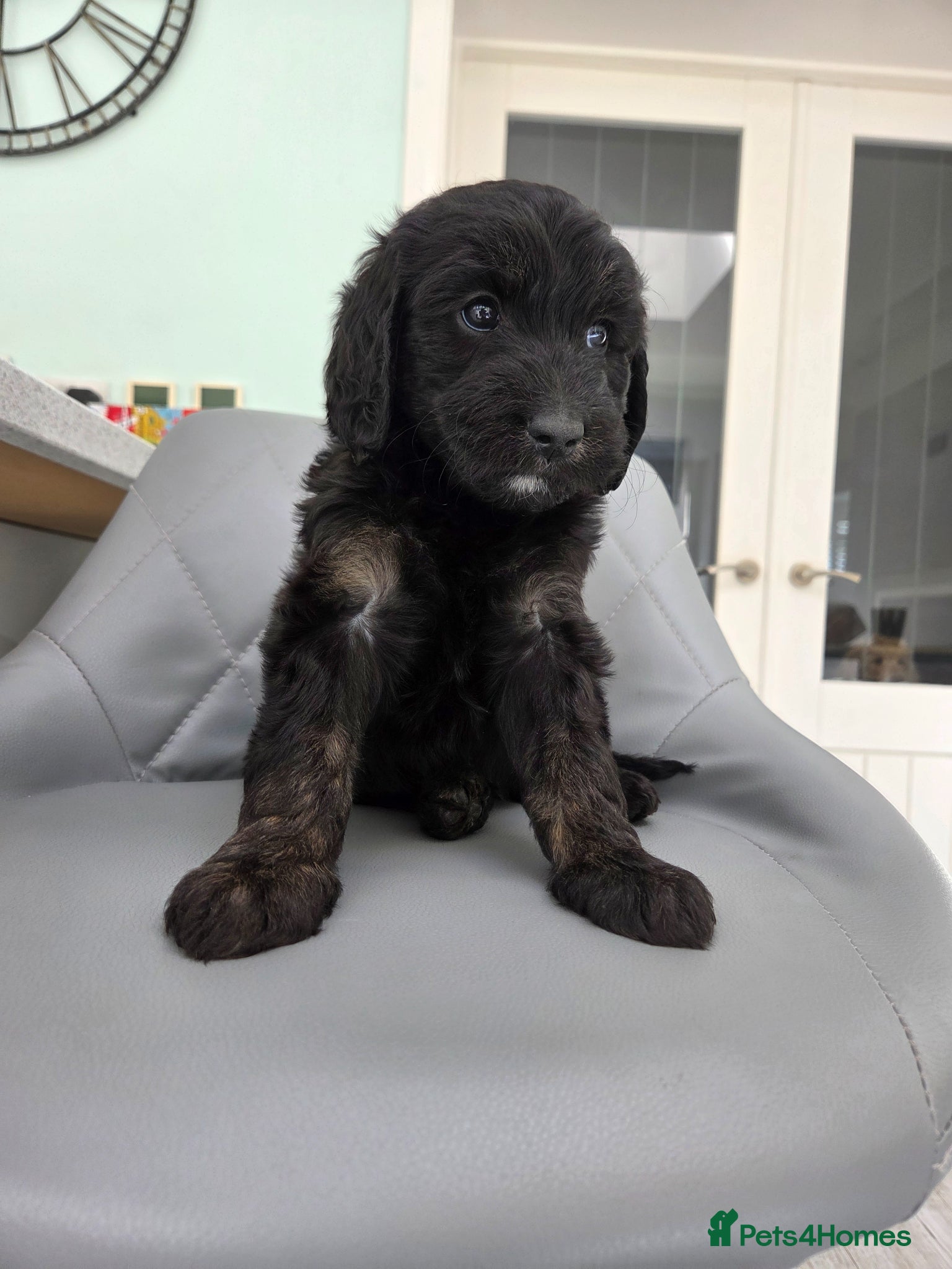 Australian Labradoodle dogs Australiann type labradoodles mini / medium  - Advert 1