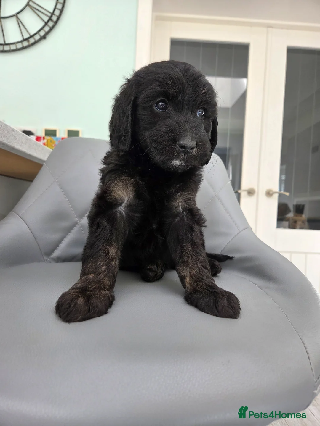 Australian Labradoodle dogs for sale: 2 female Australian type labradoodles medium  - Advert 1