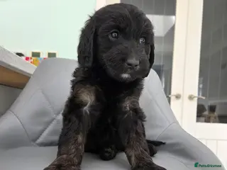 Australian Labradoodle dogs for sale: 2 female Australian type labradoodles medium - Advert 2