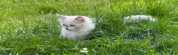 Ragdoll cats for sale: Ragdoll kittens 2 girls 1 boy - Advert 16