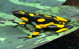 Frog reptiles for sale: Poison arrow frogs - fantastic frogs uk  - Image 15