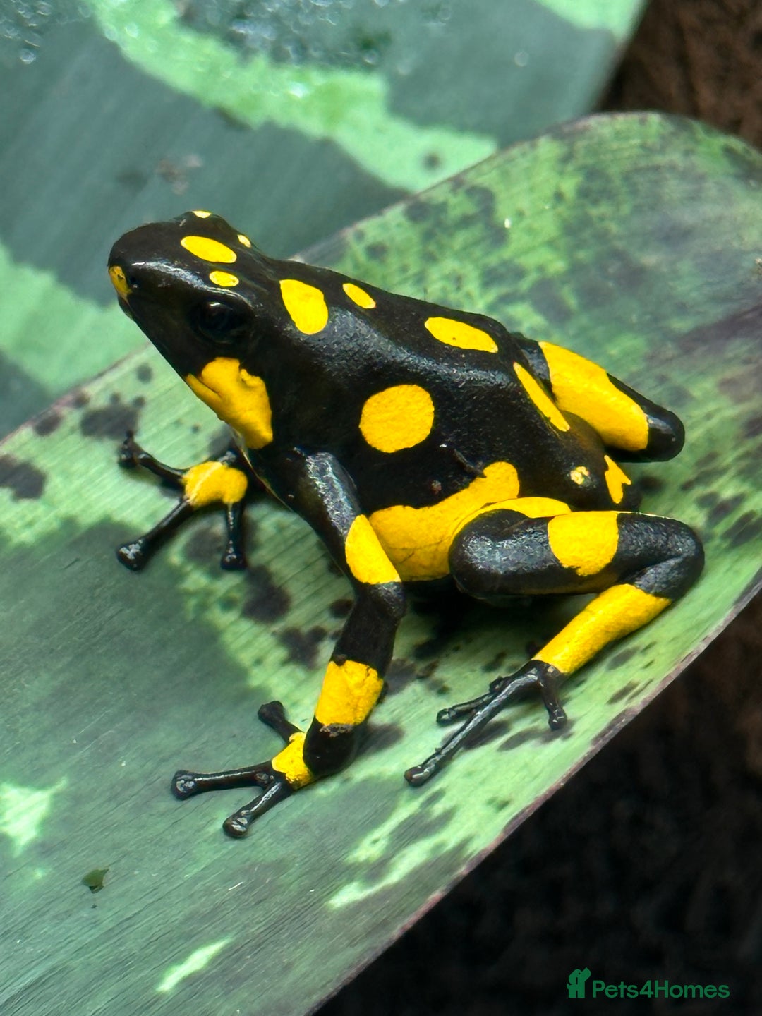 Frog reptiles for sale: Poison arrow frogs - fantastic frogs uk  - Image 15
