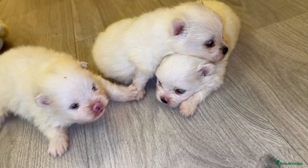 Pomeranian dogs Pomeranians  - Advert 4