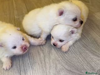 Pomeranian dogs Pomeranians - Advert 4