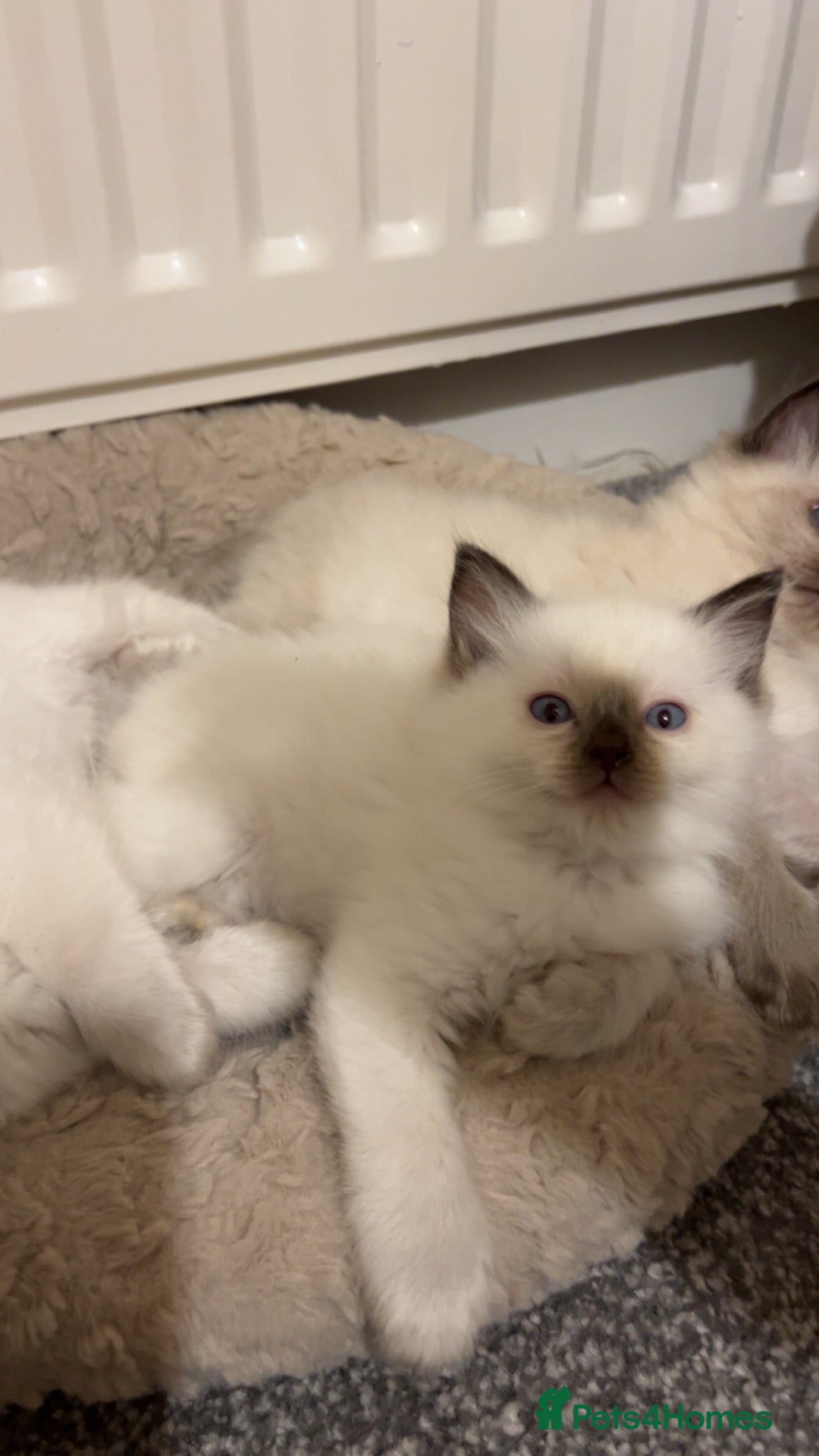 Ragdoll cats 5 Purebred Ragdoll Kittens - Advert 1