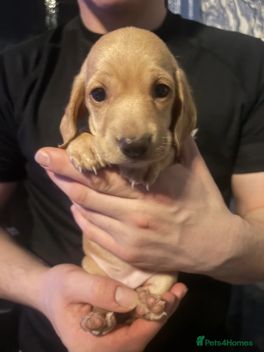 Miniature Dachshund dogs for sale: Ready now Beautiful miniature dachshunds  - Advert 9
