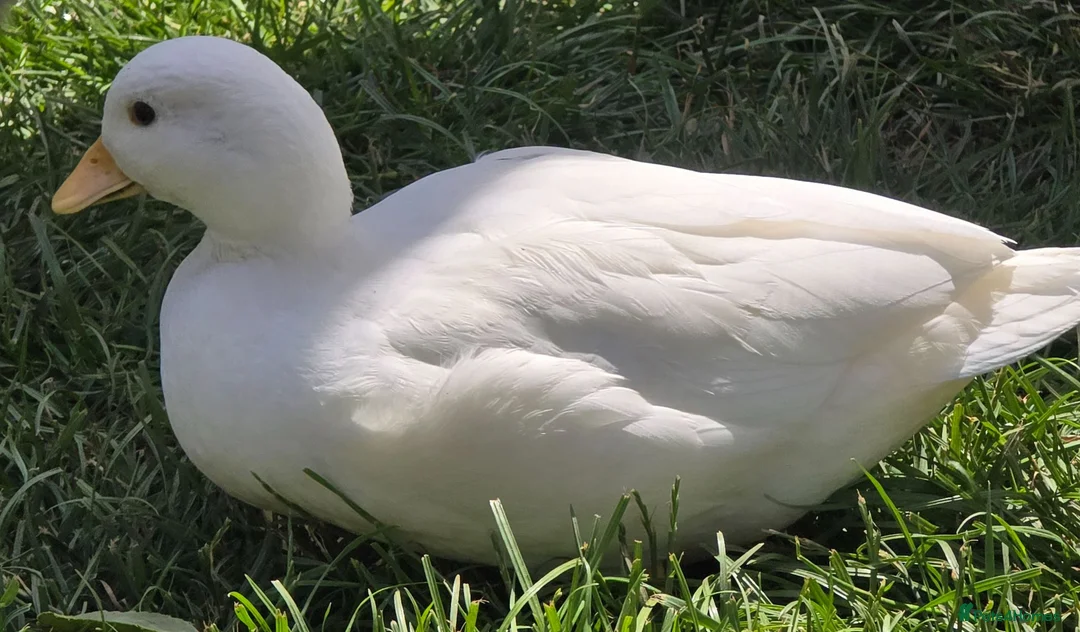Ducks poultry for sale: White Call Ducks - Advert 1