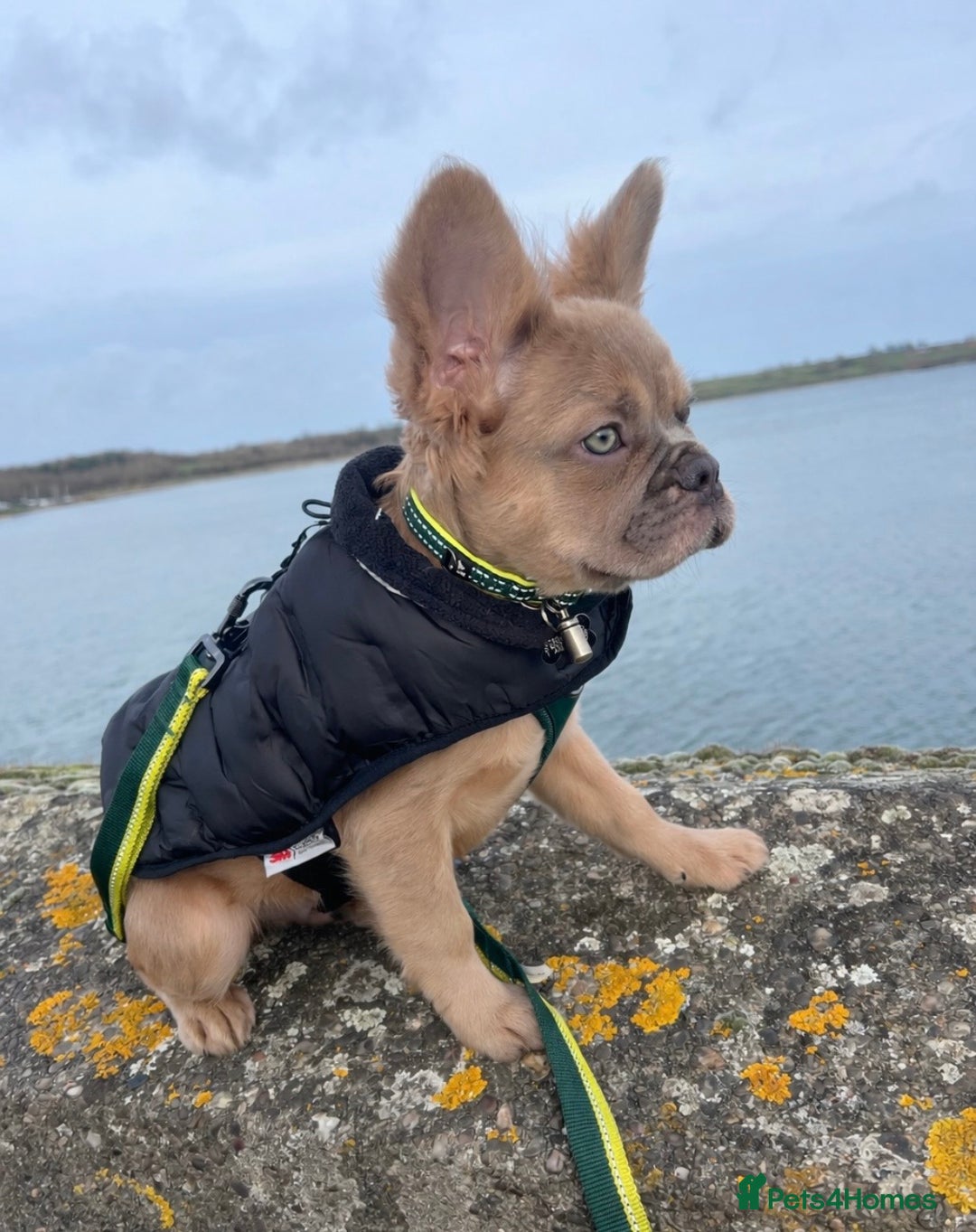 French Bulldog dogs for sale: Fluffy frenchie  - Advert 1