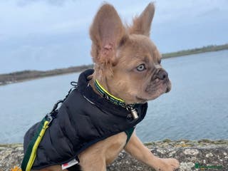 French Bulldog dogs Fluffy frenchie - Advert 17