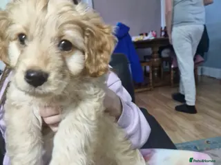 Cockapoo dogs Beautiful cockapoo puppy for rehome - Advert 1