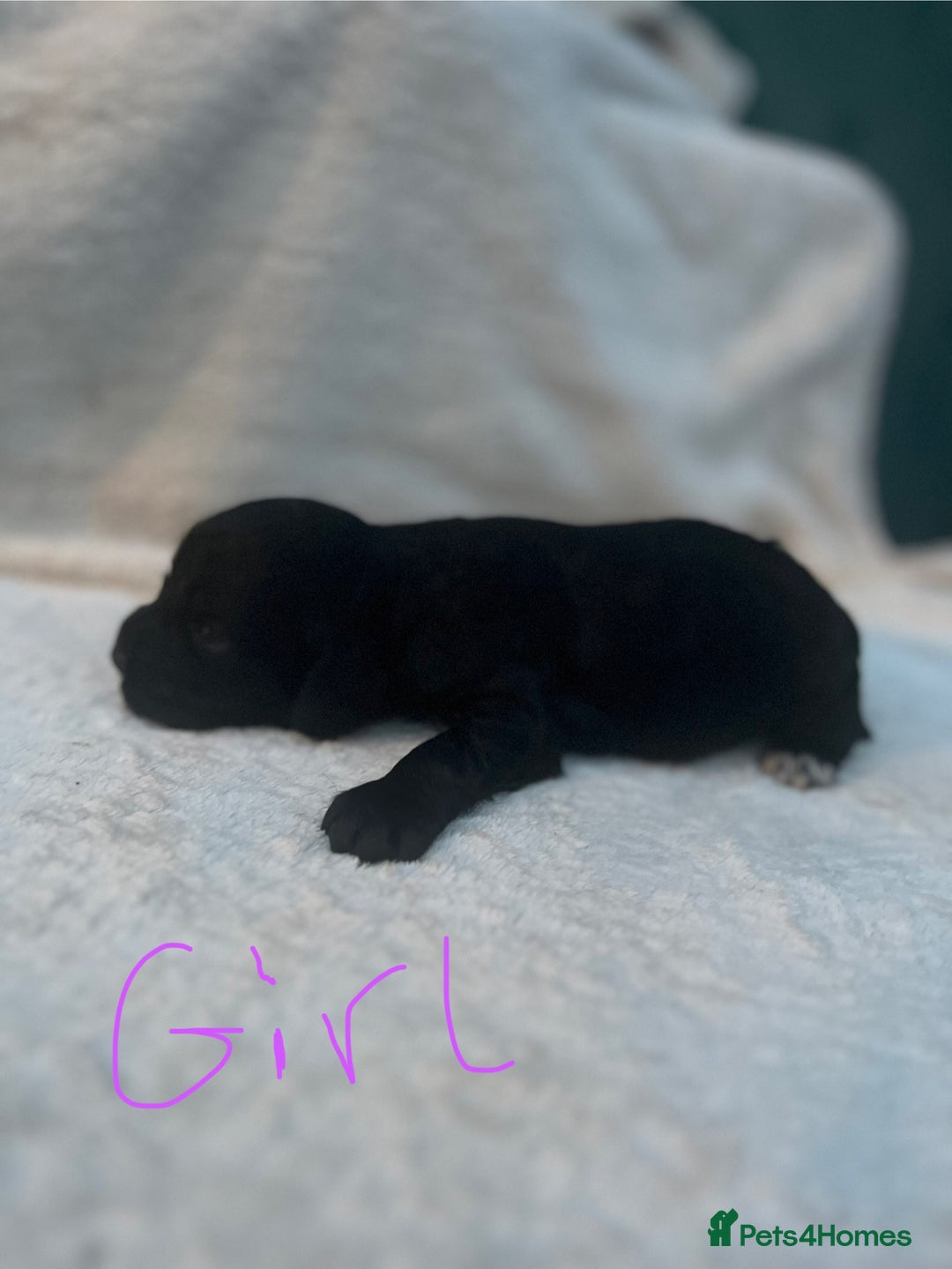 Cocker Spaniel dogs for sale: 9 beautiful cocker spaniel puppies - Image 2