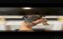 Chihuahua dogs for sale: Chihuahua puppys in Maidstone - Image 5